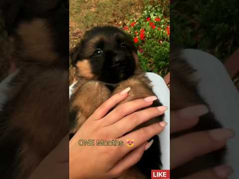 ONE MONTH Vs ONE YEAR GERMAN shepherd transformation #feed #dog #shorts #dogbreed #germanshepherd