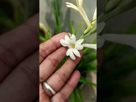 🌱Beautiful Rajnigandha Flowers 🌷 in my terrace garden🪴👍🙏 ||#garden #flowers #song #trending #shorts