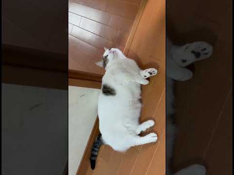 猫の動画サムネイル - 眠いねんから、呼ぶな