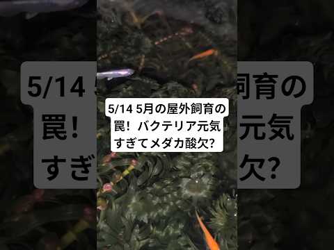5/14 5月の屋外飼育の罠!バクテリア元氣すぎてメダカ酸缺?#メダカ #メダカ飼育 #自分流 #アクアリウム #酸缺 #shorts