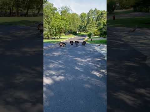 Wild Turkeys Chase Pedestrian and Follow Them Down Suburban Street