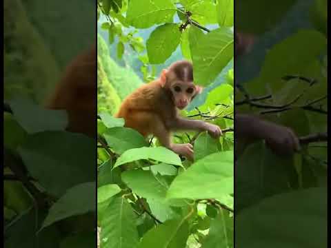 JD8 very adorable-monkey baby with mom in jungle #baby #tiger #snake  #dog  #shorts #monkey #animal