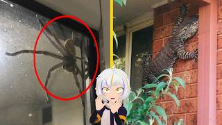 10 Animales Espeluznantes Encontrados En Hogares | ChuyMine REACCIONA 