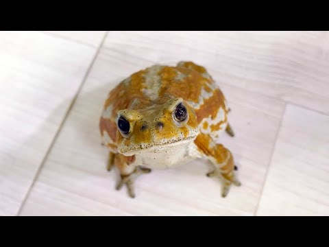 カエルが好きすぎてついに新聞に掲載されました