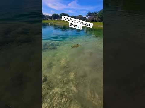 CATCHING PEACOCK BASS! #fishing #fyp