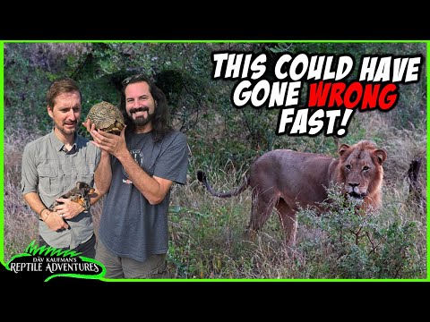 BAD IDEA CATCHING THESE REPTILES IN SOUTH AFRICA! While on Safari in South Africa in search of Africa's Big 5 and looking for the coolest and most dan