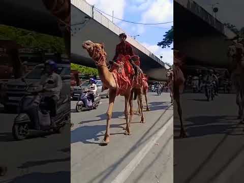 #camel#ship#of#desert