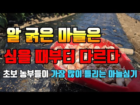 마늘농사 잘되는 집은 심을 때부터 다릅니다