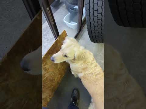 ティトの脚力は最後の大仕事で養われます。#ゴールデンレトリバー子犬 #大型犬のいる生活 サムネイル