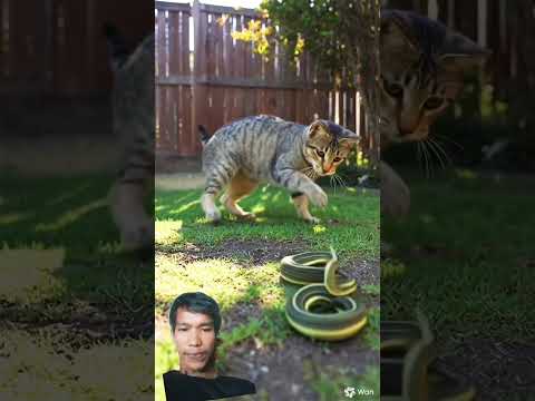 mencoba menangkap ular 🐍#kucinglucu #catvideos #catlovers #catshorts #youtubevideo #ytshorts