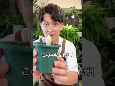無限ネギの育て方🙄+野菜の病気予防🍅🌱 #再生栽培 #家庭菜園 #ネギ #野菜