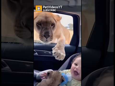 LION Drops It’s CUB On Baby 😍❤️