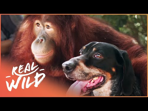 Animal Odd Couples [Full Documentary] | Wild Things - UCbq-4OJxnziD3awH-aTezeA