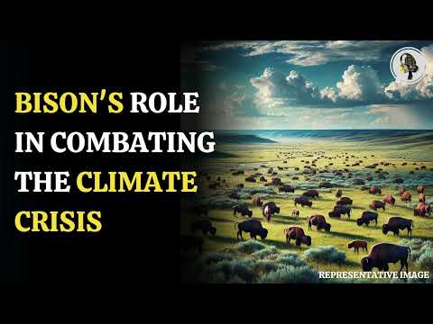 170 Bison Can Offset CO2 Equal to 43,000 Cars | WION Podcast