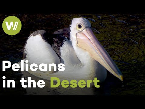 Why Australia's Pelicans Migrate to the Desert: The Impossible Nesting Grounds (Documentary, 2021)
