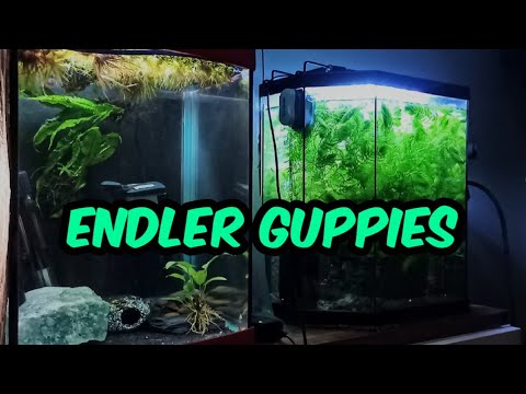 Two Tanks, One Pond Collecting Hornwort My name is Emma, welcome to my channel.

Here is an update on my guppy endler cross fish and sunset 