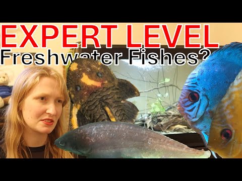 The Difficult Freshwater Aquarium Fishes for a kno Some fishes are best left to the more experienced or knowledgeable fishkeeper but of course with res