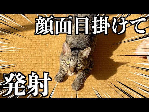 飼い主の顔面に悪質タックルする猫...