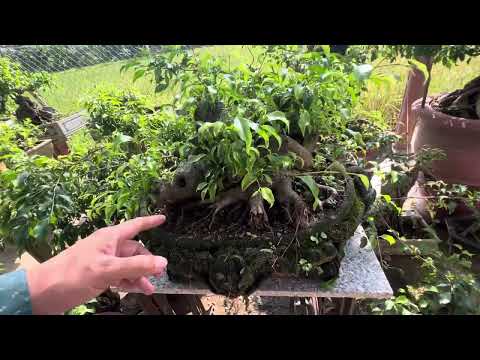 Buổi sáng Ngắm Vườn cây Tại Xã Hát môn 