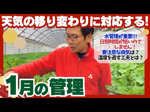 【いちご栽培】1月の管理【2025年】