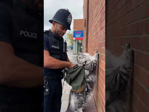 “The British Officer and the Giant Cat Thief – Funniest Interrogation Ever!”