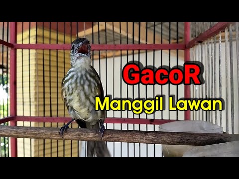 Bayeman Gacor's Lure Calls Opponents