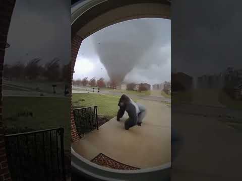 Gorilla Costume vs. Wind Gust — Doorbell Cam Catches Everything