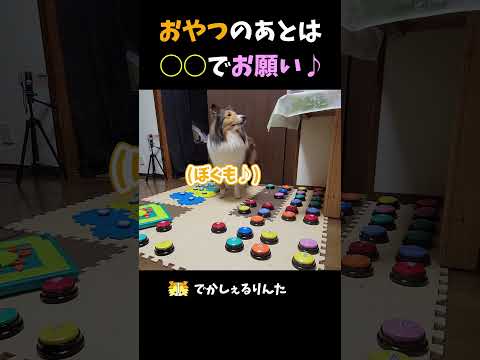 おやつのあとは◯◯でお願い♪【会話ボタンでしゃべる犬】 #shorts #犬