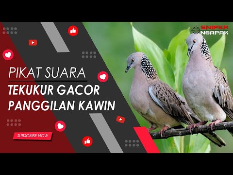 PANGGILAN KAWIN...!!! SUARA BURUNG TEKUKUR TERBAIK (NO.5)