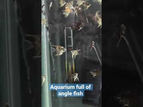 Aquarium Full Of 150+ Angle Fish 