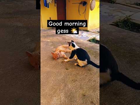 🐱vs🐱 #cat #cute #kitten #pets #catsofyoutube #viralcats