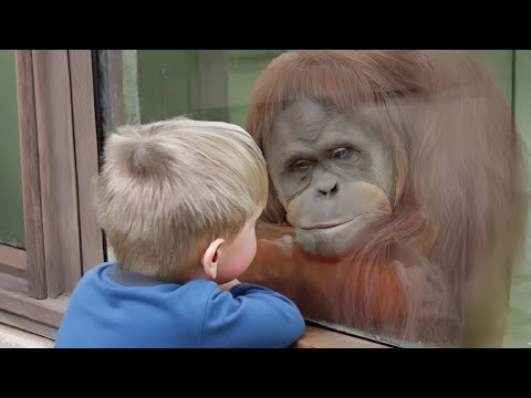 The Toddler Saw an Orangutan Behind the Glass Then He Did Something Nobody Expected