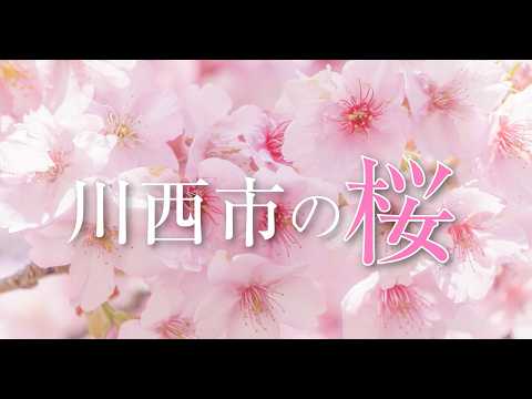 🌸 川西市の桜 🌸