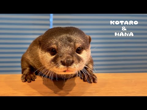 おいしいものを食べるとニャムニャムしゃべり出すカワウソ　Otter Making the Cutest Eating Sounds in the World