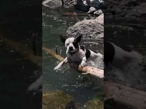 Ursa is still learning to enjoy the water like Maggie does.