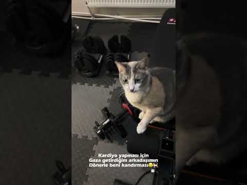 Sondaki gidişine ne demeli🐈🤣🤣 #shortsvideo #köpek #yavruhayvanlar #animals