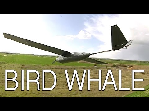 BIRD WHALE - Slope soaring V-Tail - UCcIbMAd5E6cOaJRuIliW9Lw