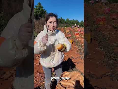 #mango #mangovarieties #fruit #facts #mangofruit #tropicalfruit #ytshorts #fruitcutting #food