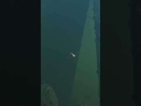 Perch underwater take #fishing #perch #underwater #reels #shorts