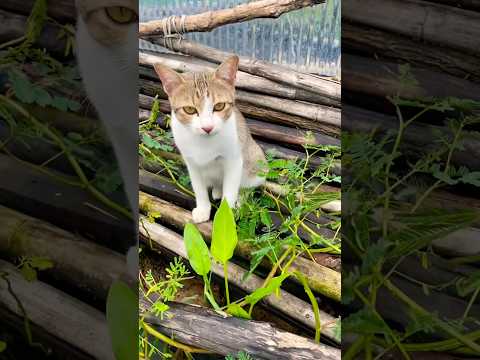 #cat #cats #cute #catvideos #catshorts #catai #ai #funny #love #pets #lovely #shorts #shortvideos