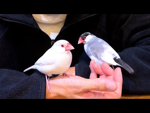 2025年の元旦も文鳥♀が驚きの行動に出ました...【近況報告】