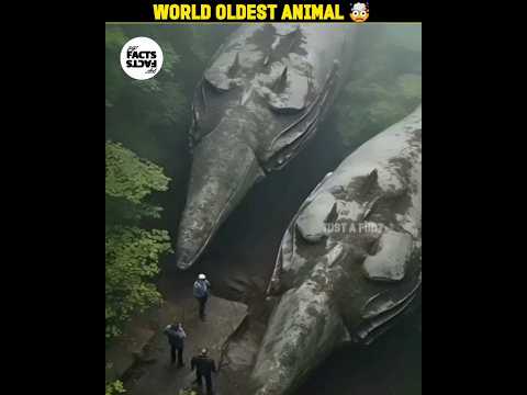 Most Oldest Animal In The World 🌎 #facts #viralvideo #animalshorts