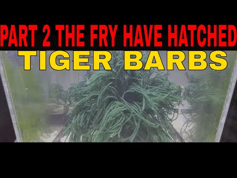 How To Breed Tiger Barbs Part 2 Part 2 the fry have hatched!!