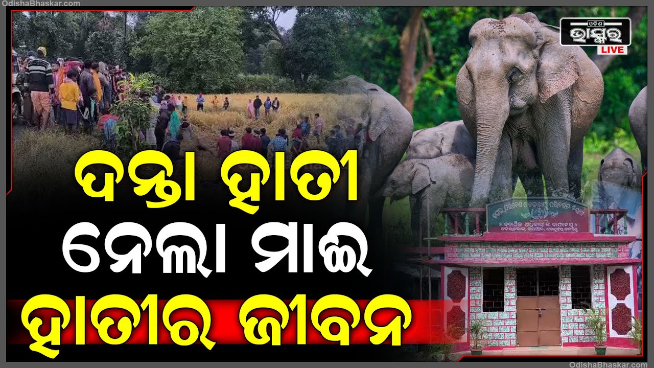 ଧାନ ବିଲରେ ଏତେ ବଡ ଜିନିଷ କଣ ପଡିଛି ..., ଯାଗାକୁ ଦେଖିବାକୁ ଧାଇଁ ଆସିଲେ ଲୋକେ