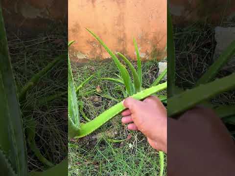 ¡BOTÓX NATURAL CON ALOE VERA! 🌿😱 #shorts