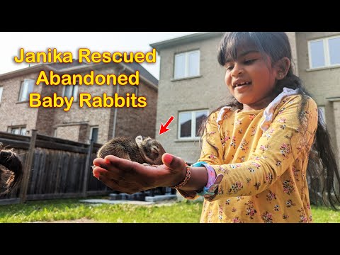 Jenika Rescued Abandoned Rabbit Kitties. Jenika and Toys