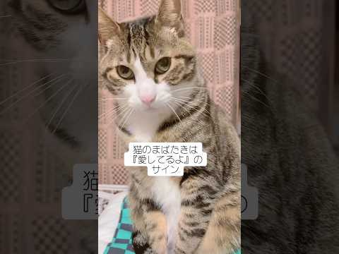 猫の動画サムネイル - マバタキは愛してるのサイン#cats#shorts#球太