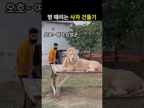 <strong>멍</strong> 때리는 사자 건들기