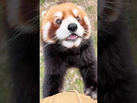 Hello there! 😊#CuteAnimals #AnimalLovers #Zhengzhou