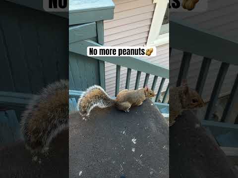 No more peanuts #fyp #viral #viral #nature #fypシ゚viral